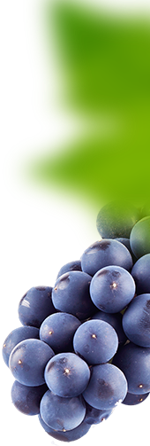 Discover Premium Wine Grape Varieties in the UK with Just Wines